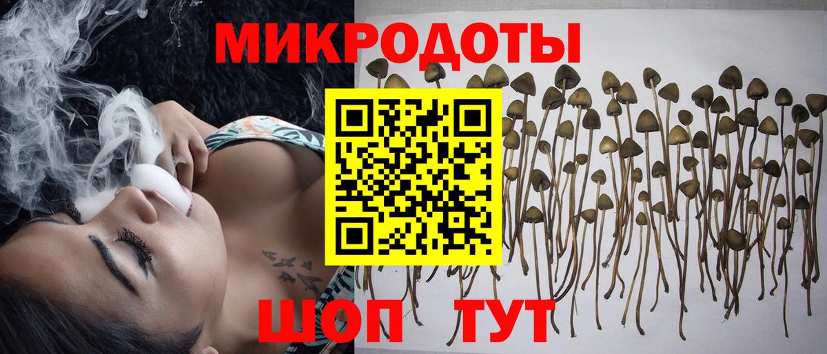 Псилоцибиновые грибы Psilocybine cubensis Южноуральск